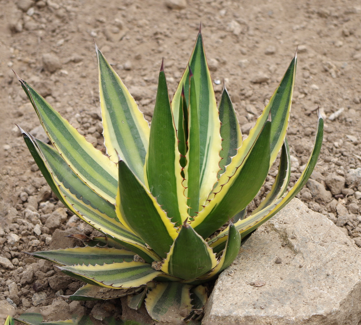 agave triangularis Graines de Agave Triangularis – NinaSeeds