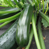 20 Graines de Courgette Nefertiti, Cucurbita Pepo