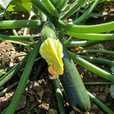 20 Graines de Courgette Nefertiti, Cucurbita Pepo