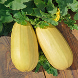 20 Graines de courgette Zloty Cepelin, Cucurbita Pepo