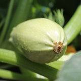 20 Graines de courgette Zloty Cepelin, Cucurbita Pepo