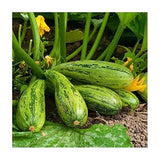 20 Graines de Courgette Nimba, Cucurbita Pepo