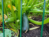 20 Graines de Courgette Soraya, Cucurbita Pepo