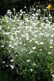 100 Graines de Coquelourde à Fleurs Blanches Silene coronaria Lychnis coronaria Agrostemma coronaria Coronaria coriacea