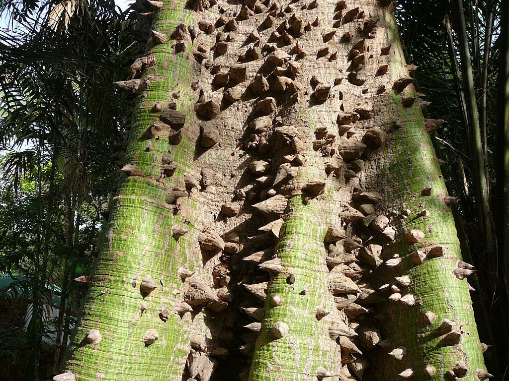 30 Graines Ceiba pentandra, Fromager, Fwomajyé, mapou wouj, Kapokier, –  NinaSeeds, image size:1024x768