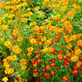 20 Graines de Cosmos "Sunny", Cosmos Bipinnatus