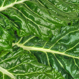 100 Graines de Poirée Lucullus, Beta vulgaris subsp. cicla var. flavescens