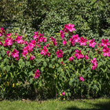 20 Graines de Lavatera Trimestris Loveliness, Mauve Royale