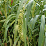 100 Graines Setaria Italica, Moha