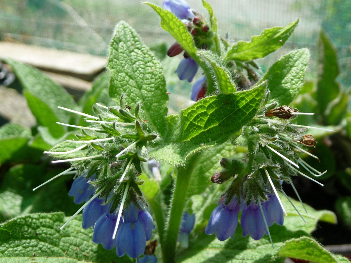 Bouture Consoude Racines De Consoude Bleue Symphytum Officinale Pla bouture-consoude-racines-de-consoude-bleue-symphytum-officinale-pla