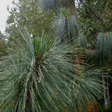 10 Graines de Pin de Yunnan, Pinus yunnanensis