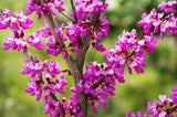 10 Graines Arbre de Judée, Cercis siliquastrum, Gainier silicastre