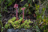 10 Graines Sempervivum montanum, Joubarbe des montagnes