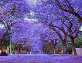Rare 100 Graines de Paulownia tomentosa