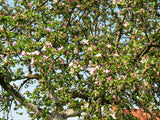 Rare 50 Graines de Pommier Sauvage, Malus Sieversii, Pommier du Kazakhstan