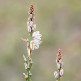 50 Graines de Asphodelus Fistulosus, Asphodèle Fistuleux