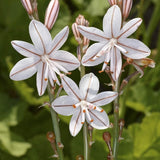 50 Graines de Asphodelus Fistulosus, Asphodèle Fistuleux