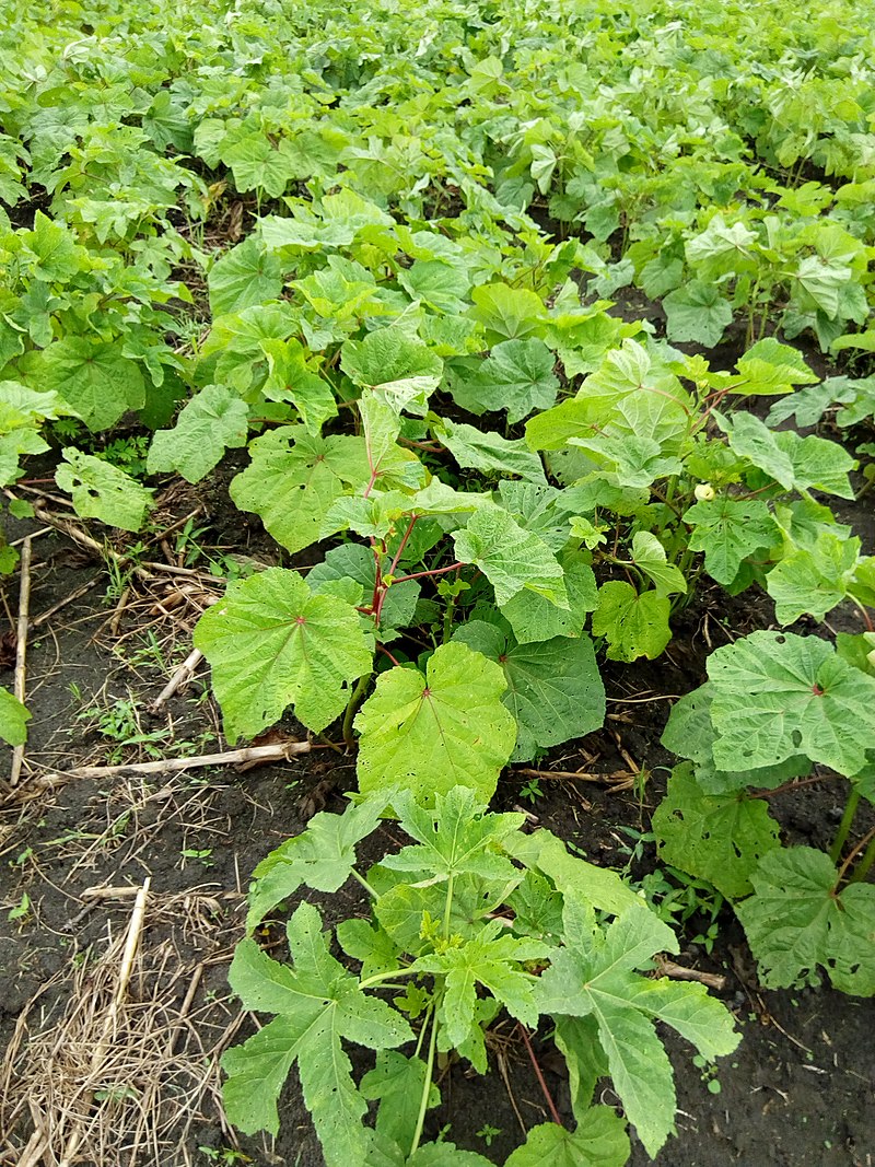 Okra seeds, Abelmoschus esculentus – NinaSeeds