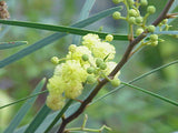 Graines Acacia retinodes,  Mimosa des quatre saisons, Mimosa d'été, Mimosa résineux
