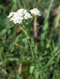 25 Graines d'Achillée millefeuille blanche, Achillea millefolium