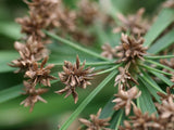 20 Graines de Cyperus alternifolius, Faux papyrus, Cyperus à feuilles alternes
