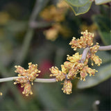 Graines Ephedra fragilis, Raisin de mer