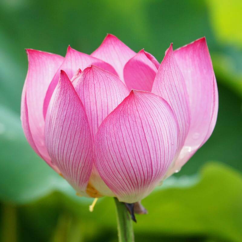 Graines De Lotus Pourpre - Lot De 40 Graines, Taux De Germination élevé, Pour Culture En Eau Ou Terre Humide