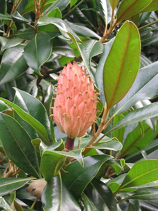 Magnolia Grandiflora - ARBRES & PLANTES 34