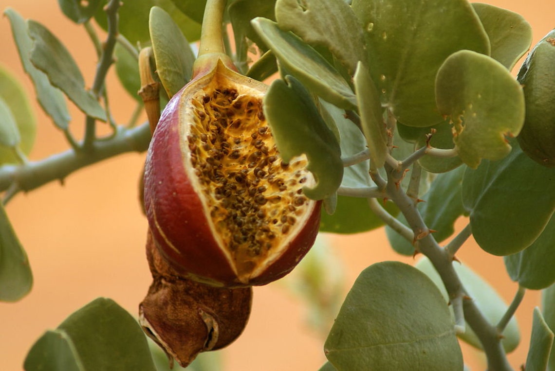 Graines De Câprier (Capparis Spinosa) - 35 Graines Reproductibles - Variété Sans épine - Vivace