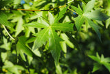 Graines Liquidambar styraciflua, Copalme d'Amérique, Liquidambar