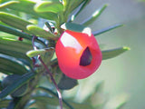 Graines If du Japon, Taxus Cuspidata
