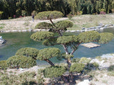 Graines If du Japon, Taxus Cuspidata