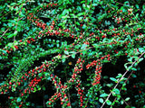Graines Cotoneaster horizontalis, Cotonéaster Horizontal, Cotonéaster Rampant