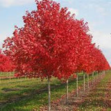 Graines Acer rubrum, Érable rouge