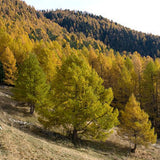 Graines Larix decidua, Mélèze d'Europe, Mélèze Commun, Pin de Briançon