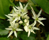 Graines Allium ursinum, Ail des Ours, Ail Sauvage, Ail des Bois