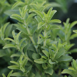 10 Graines de Stevia rebaudiana, Chanvre d'eau, Stévia, Herbe à Sucre