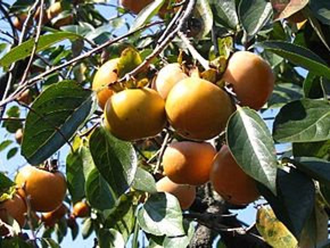 10 Graines Diospyros Kaki Muscat - Plaqueminier - Kaki - Jardin