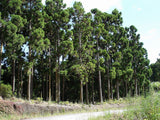 Graines Cryptomeria japonica, Cryptomère du Japon, Cèdre du Japon