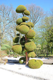 Graines Cryptomeria japonica, Cryptomère du Japon, Cèdre du Japon