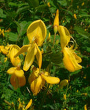 Graines Cytisus scoparius, Genêt à balais