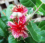 Graines de Feijoa , Acca Sellowiana, Goyavier du Brésil, Orthostemon sellowianus, Goyavier de Montevideo, Goyave-ananas