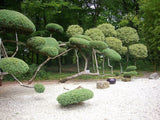Graines de Cèdre du Japon, Cryptomeria japonica, Cryptomère du Japon