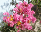 Graines Lilas des Indes, Lagerstroemia indica, Lilas d'été, Lilas d'Inde, Myrte de crêpe
