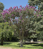 Graines Lilas des Indes, Lagerstroemia indica, Lilas d'été, Lilas d'Inde, Myrte de crêpe