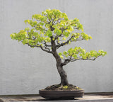 Graines Liquidambar styraciflua, Copalme d'Amérique, Liquidambar