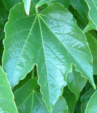 Graines Parthenocissus tricuspidata, Vigne Vierge Japonaise, Vigne-vierge à trois pointes