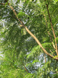 Graines de Flamboyant bleu, Jacaranda mimosifolia