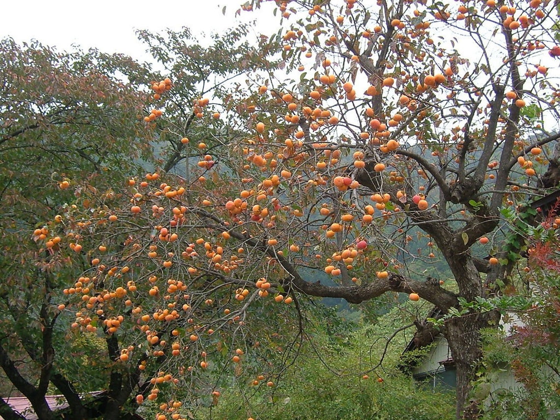 3 Graines De Plaqueminier (Kaki) – Arbre Fruitier Diospyros Kaki, Reproductibles Non Hybrides