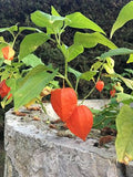 Graines Physalis alkekengi, Alkékenge, Coqueret alkékenge, Lanterne, Amour-en-cage, Cerise d'hiver, Cerise de juif